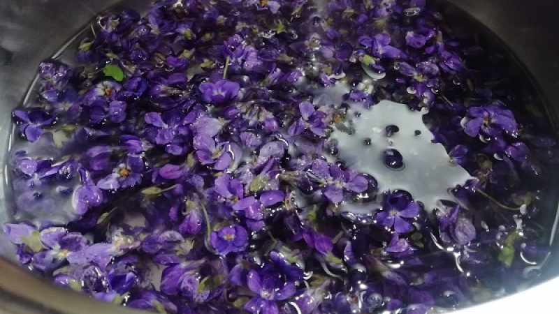 3. Vodu prevaríme, necháme vychladnúť. Fialky vložíme do čistého hrnca, zalejeme ich vodou. Fialkové kvety prikryjeme a necháme lúhovať.