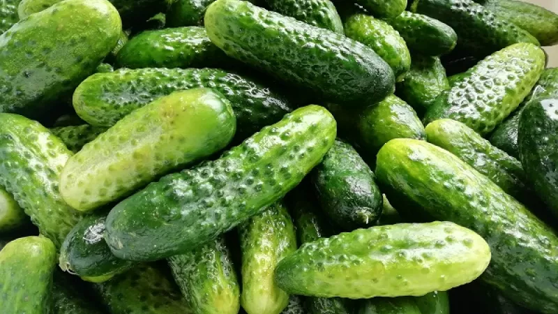 1. Na prípravu zaváraných domácich uhoriek si vyberáme vždy menšie kusy, ktoré majú 5-10 cm. Väčšie kusy sú vhodné na prípravu čalamády a rôznych sterilizovaných zeleninových šalátov.