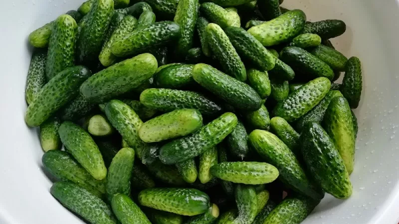 4. Uhorky ukladáme do pohárov vždy odspodu, začíname väčšími kusmi nastojato, postupne ukladáme menšie kusy aj vodorovne. Môžeme pridať mrkvu, cesnak, kôpor, feferónky podľa chuti.