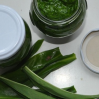 Výborné medvedí cesnak pesto, overený základný RECEPT
